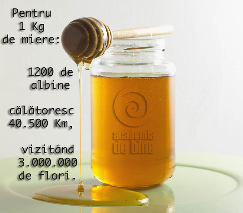 Stiu albinele ce înseamna leadership? :)